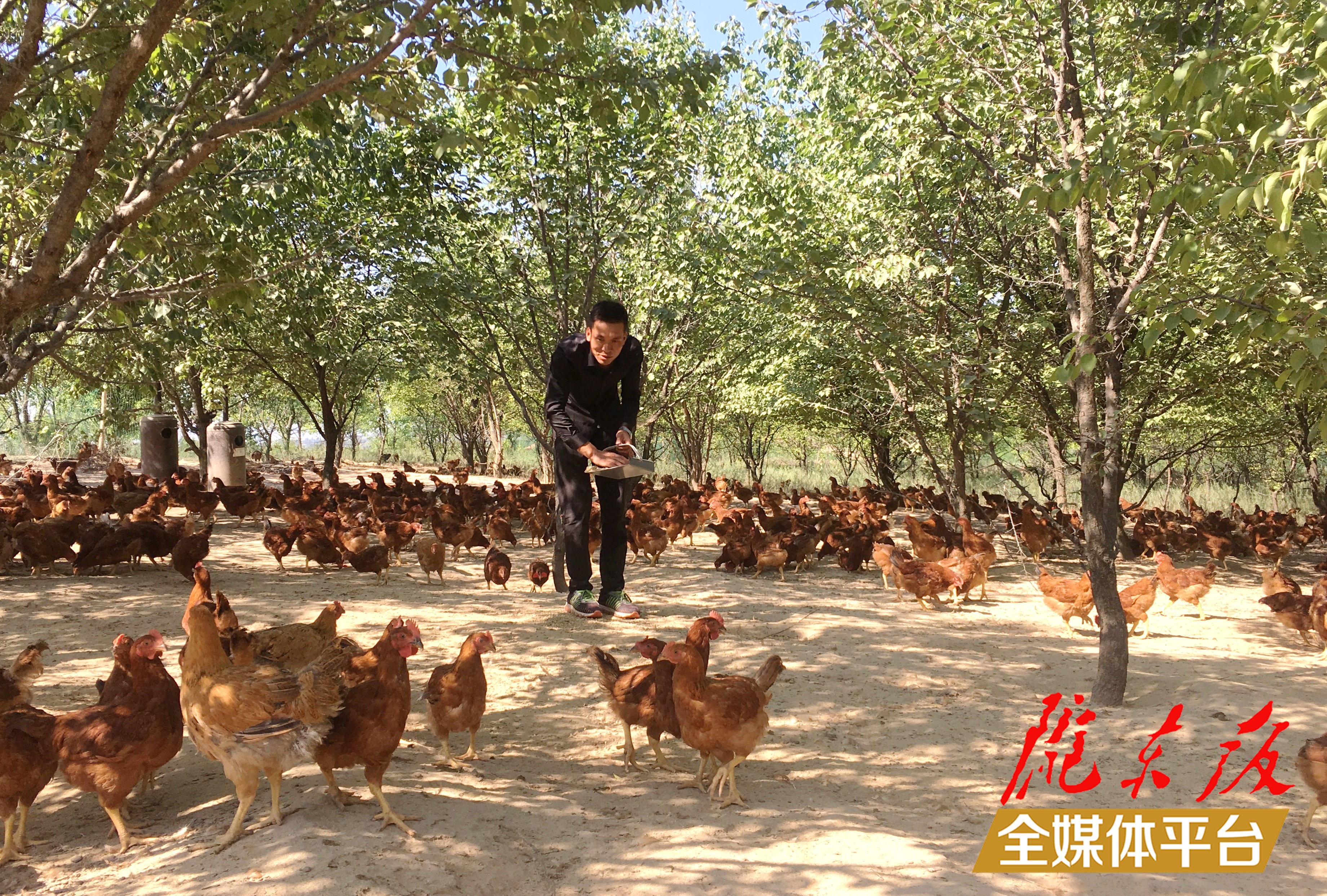 林下生態(tài)雞養(yǎng)殖。 盤小美 攝