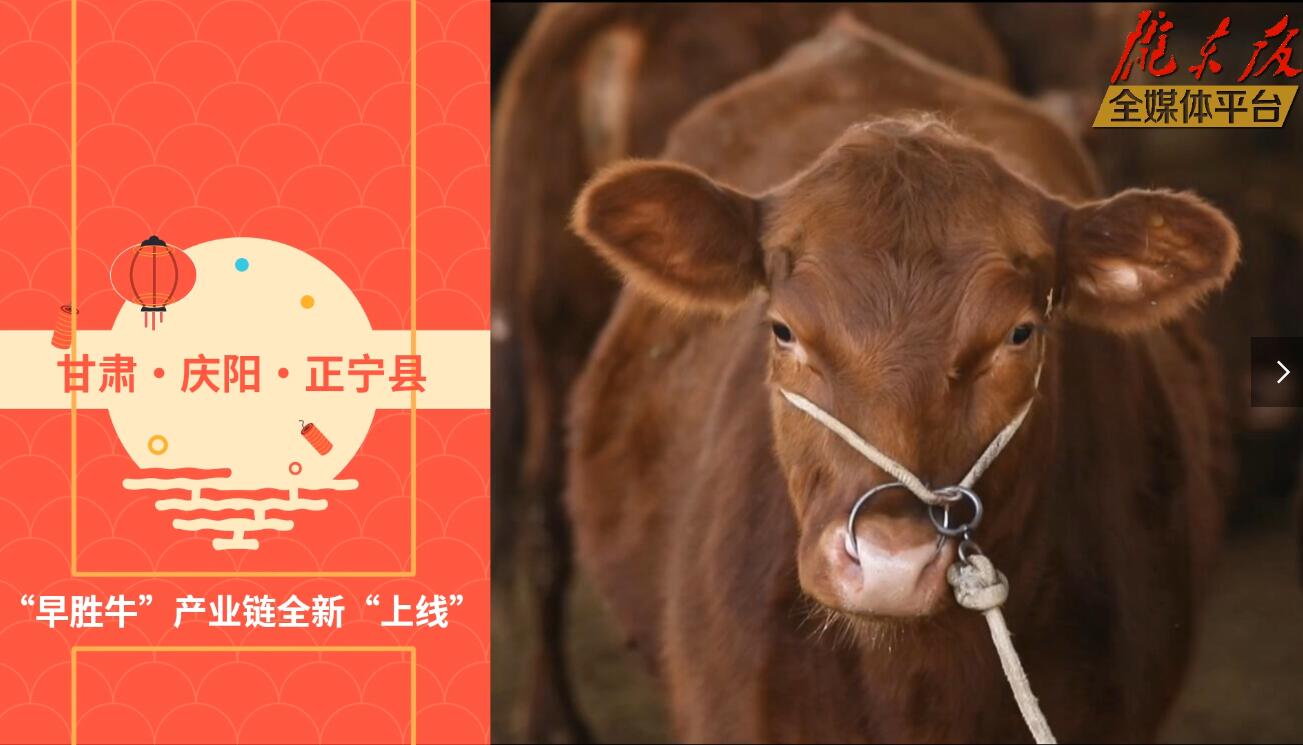 【慶陽(yáng)視頻】目標(biāo)20萬(wàn)頭！正寧縣打造西北肉牛養(yǎng)殖大縣