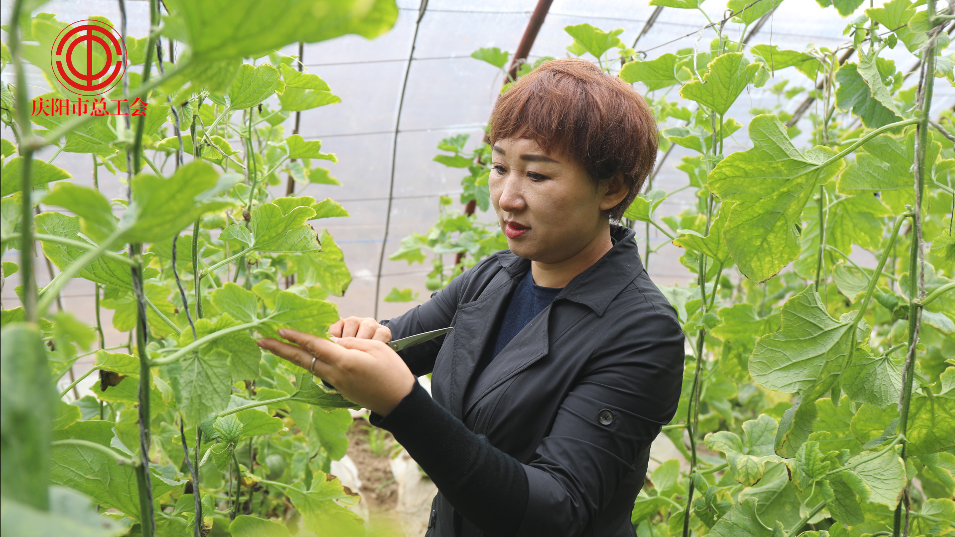 【講述奮斗故事 激勵建功立業(yè)】李曉莉：躬耕青山綠水間 服務“三農”志不悔