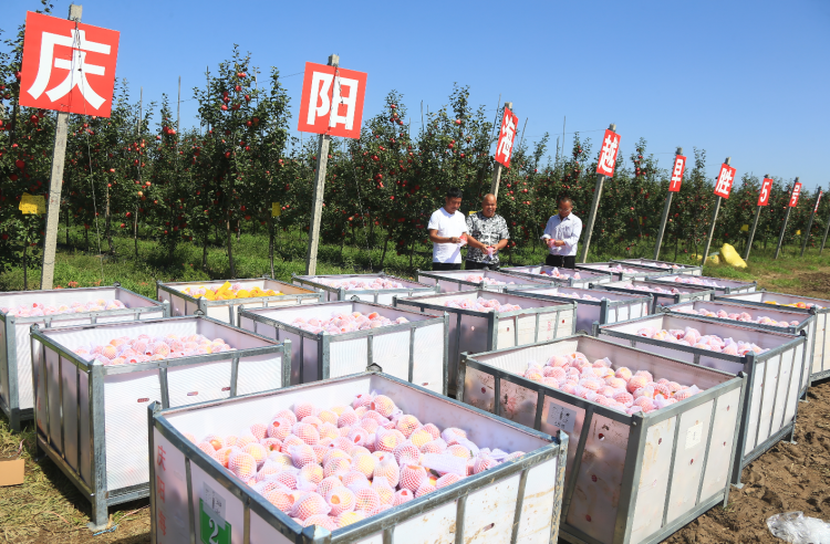 9月20日，慶陽海越農(nóng)業(yè)發(fā)展有限公司早勝基地蘋果喜獲豐收，吸引了外地客商前來采購。圖為客商正在查看果品。特約攝影 李建琪 攝