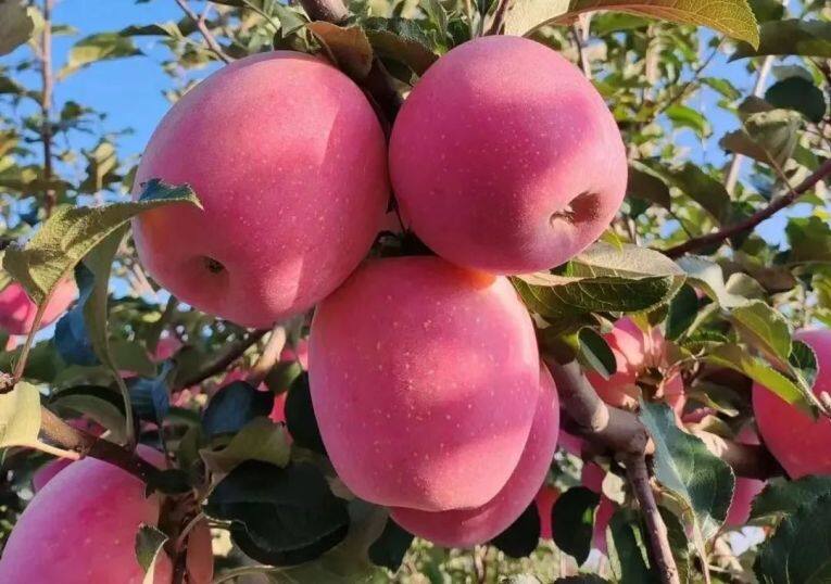 白馬鋪鎮(zhèn)的富士蘋果。