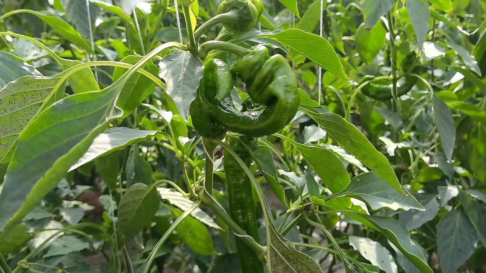 【春潮涌 繪新景丨寧縣篇】把“餐桌配菜”變成“致富主菜”！湘樂鎮(zhèn)奏響鄉(xiāng)村振興“椒”響曲