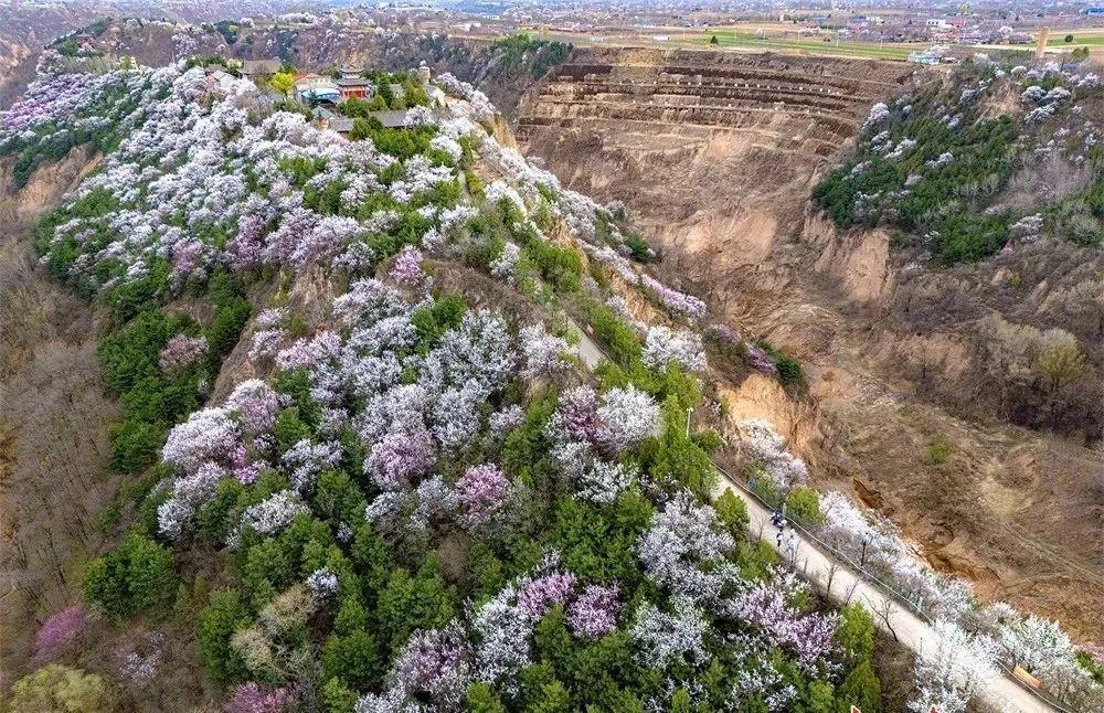 尋著花香，遇見(jiàn)慶陽(yáng)的春和景明