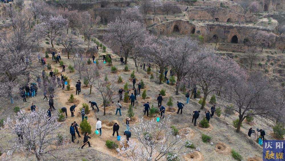 【攝影報道】再植新綠！慶陽市開展2025年義務(wù)植樹活動