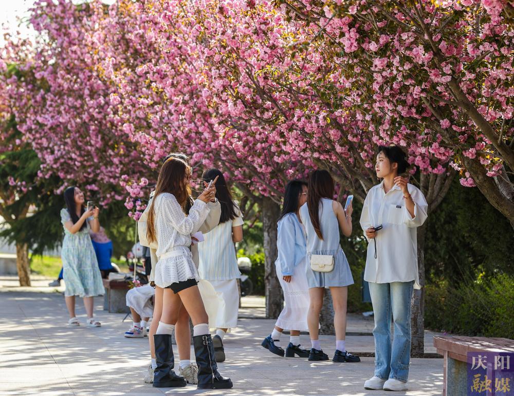【攝影報道】 春日西峰，櫻花如詩，市民共赴浪漫花事