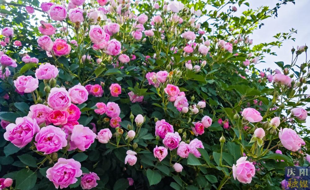 【攝影報道】薔薇花開！邂逅夏日的浪漫