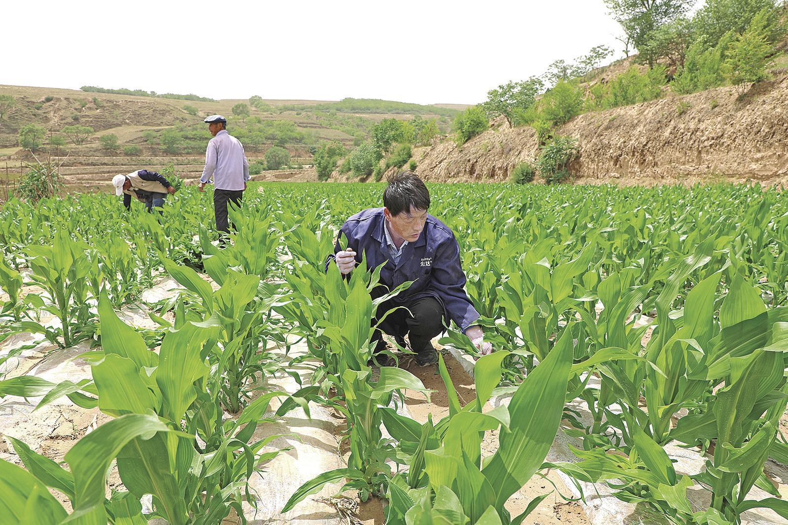 村民搶抓墑情，全力投入玉米管護、缺苗補種等農(nóng)事當(dāng)中