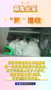 華池縣山莊鄉(xiāng)肉兔養(yǎng)殖產(chǎn)業(yè)為當(dāng)?shù)剞r(nóng)民增收致富開(kāi)辟新途徑